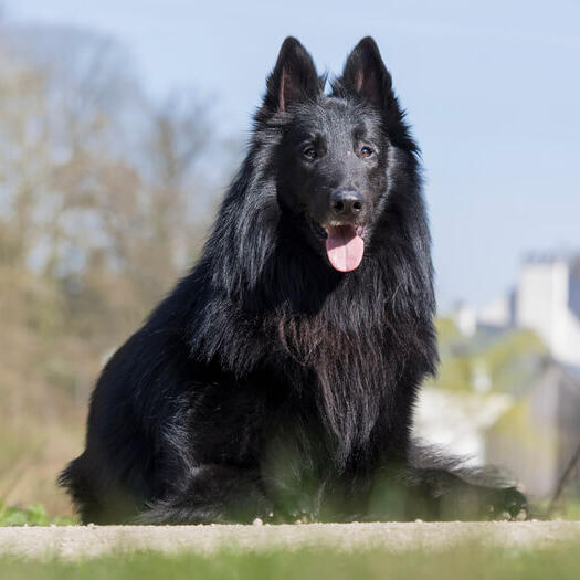 Black belgian cheap shepherd dog